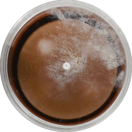 wet n wild MegaGlo Makeup Stick, Buildable Color, Me Maple