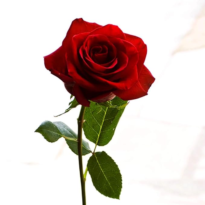 Organic Natural Moisturizing Lip Balm, Natural