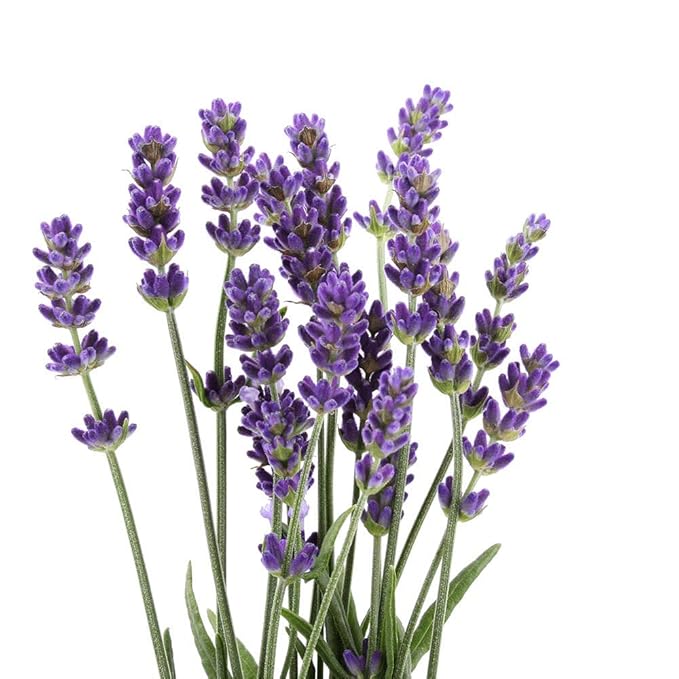 Organic Lavender Basil Natural Moisturizing Lip