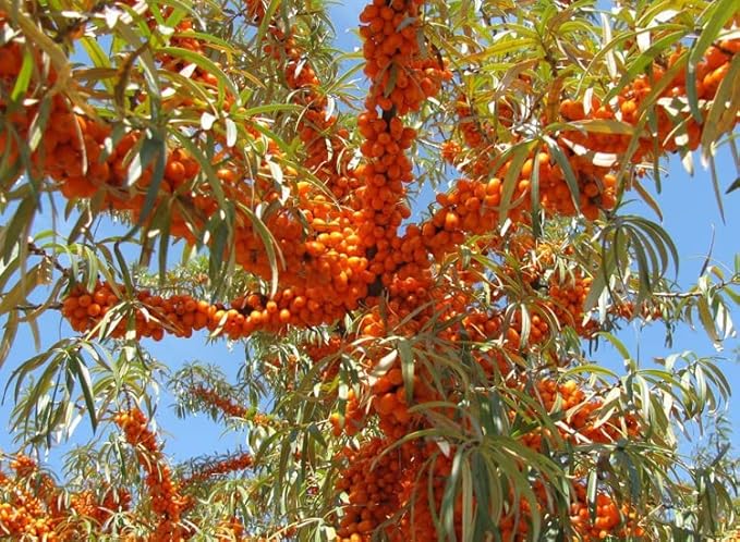 Lip Balm, Moisturizing, 2PCS, Pink, Glossy